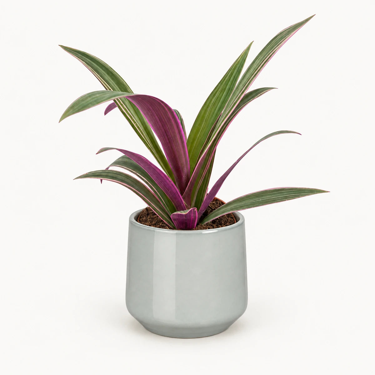 Tradescantia sitara 9cm + Amber light grey 9cm (1167581)