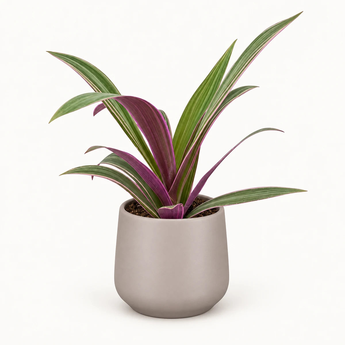Tradescantia sitara 9cm + Amber taupe matt 8.5cm (1087664)
