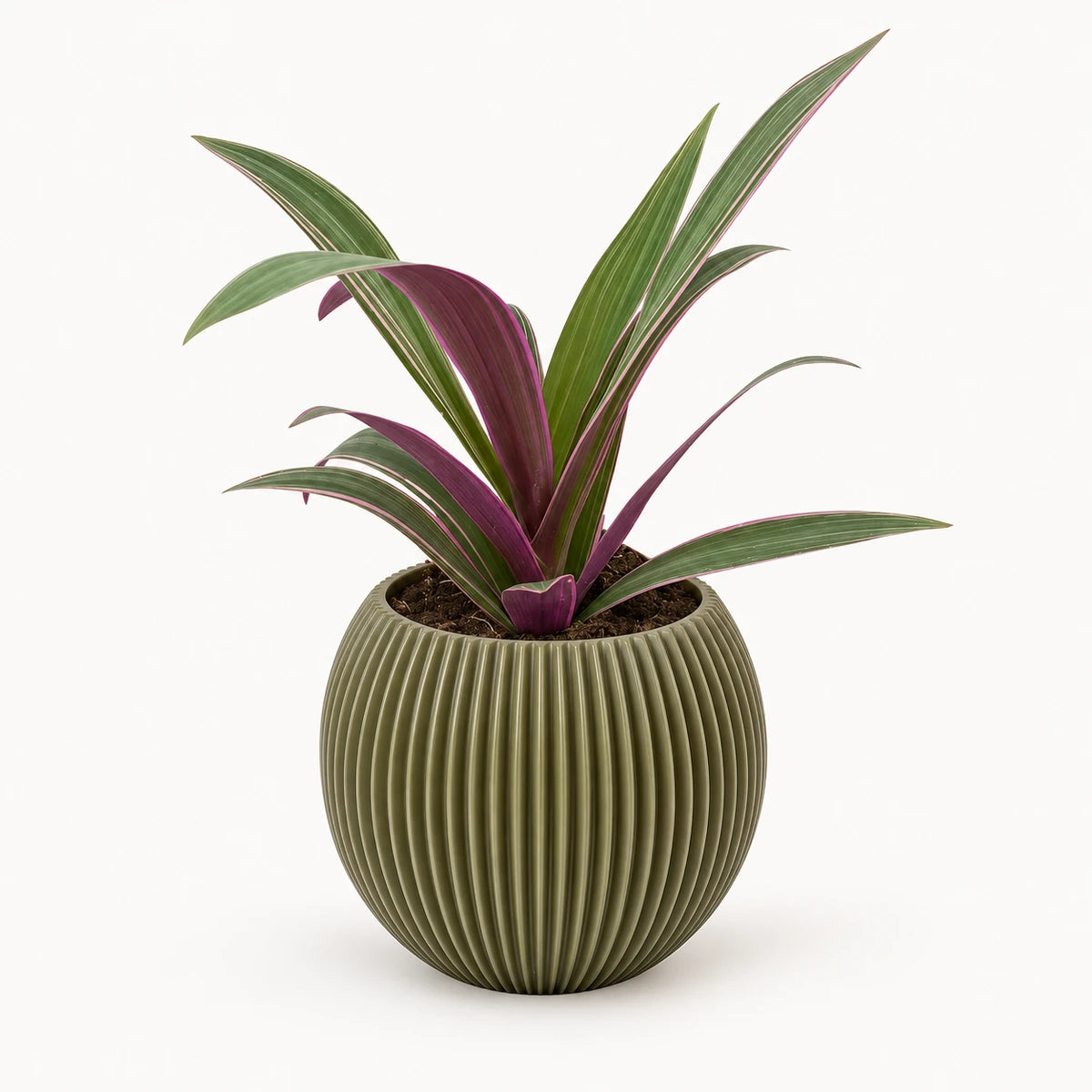 Tradescantia sitara 9cm + Capi Vase ball groove green 13cm (BGVGN109)