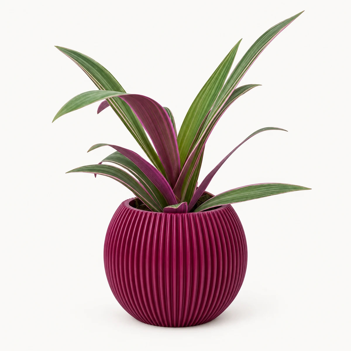 Tradescantia sitara 9cm + Capi Vase ball groove purple 13cm (BGVP109)