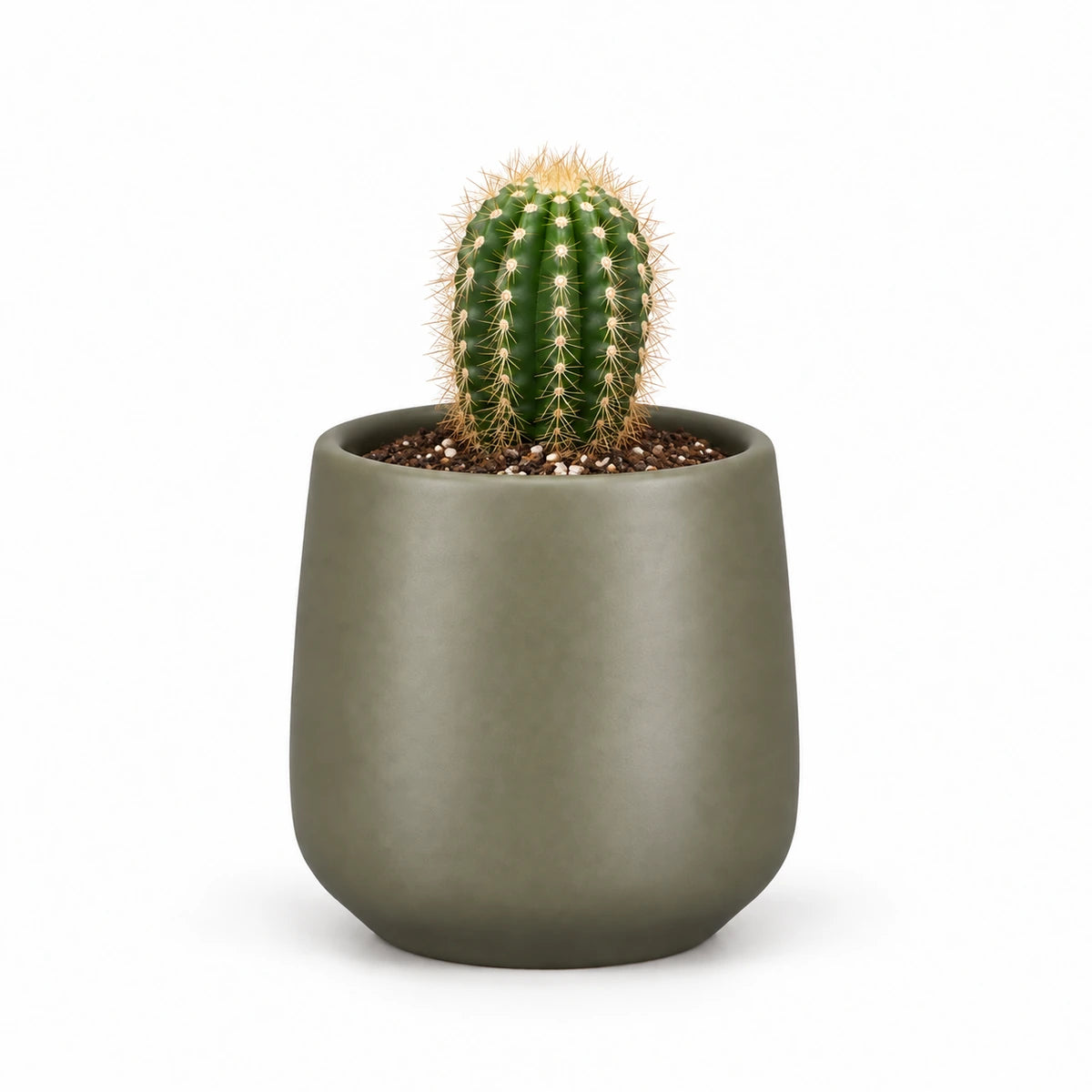 Trichocereus spachianus 5.5cm + Amber green matt 6cm (1094372)