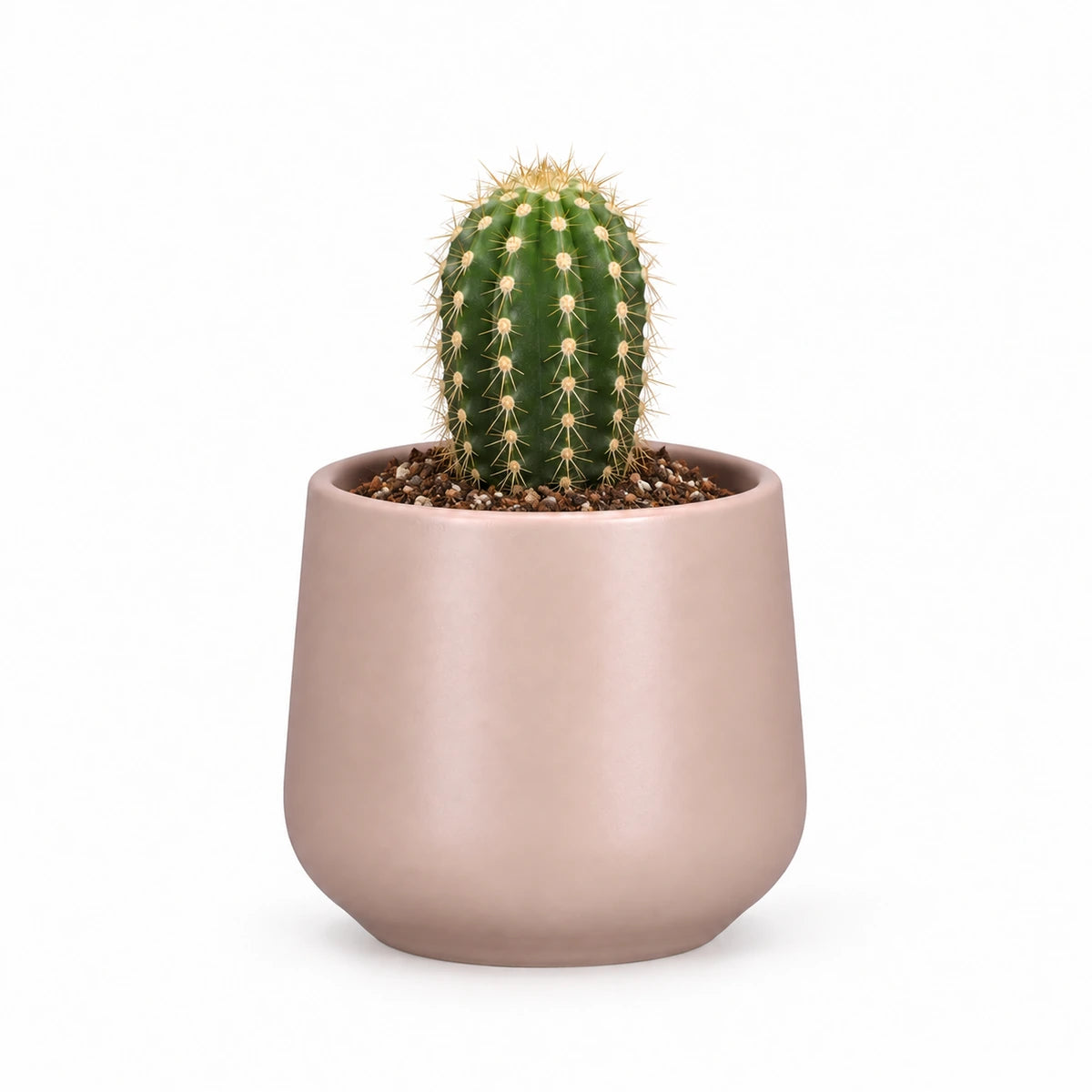 Trichocereus spachianus 5.5cm + Amber l. pink matt 6cm (1094375)