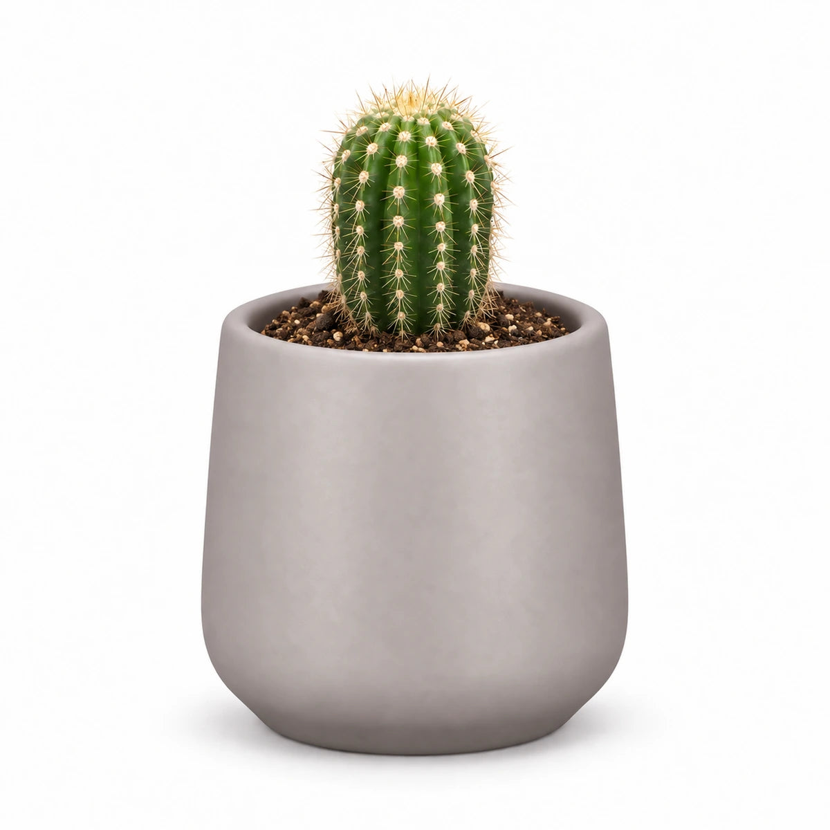 Trichocereus spachianus 5.5cm + Amber taupe matt 6cm (1094366)