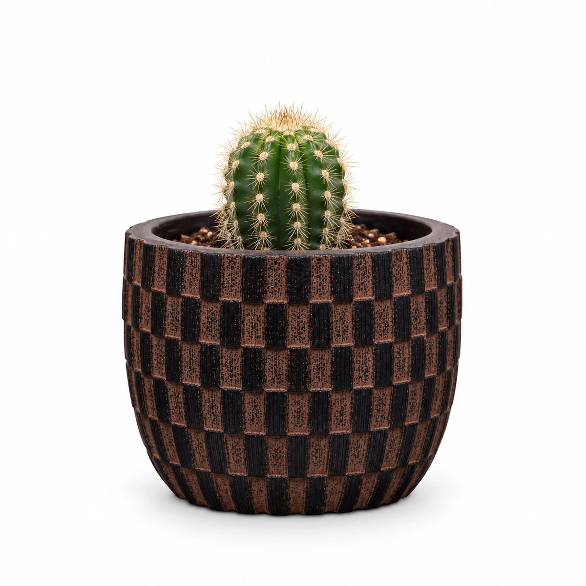Trichocereus spachianus 5.5cm + Capi Egg wave brown 10cm (BWVB139)