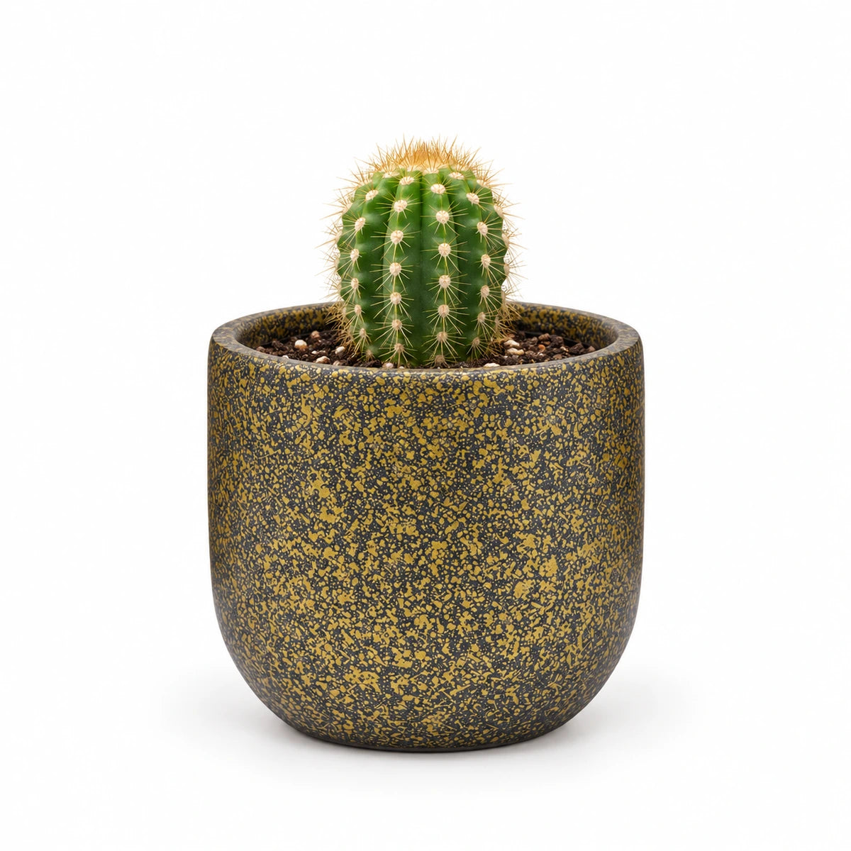 Trichocereus spachianus 5.5cm + Capi Planter ball Terrazzo gold 8cm (BTZG131)