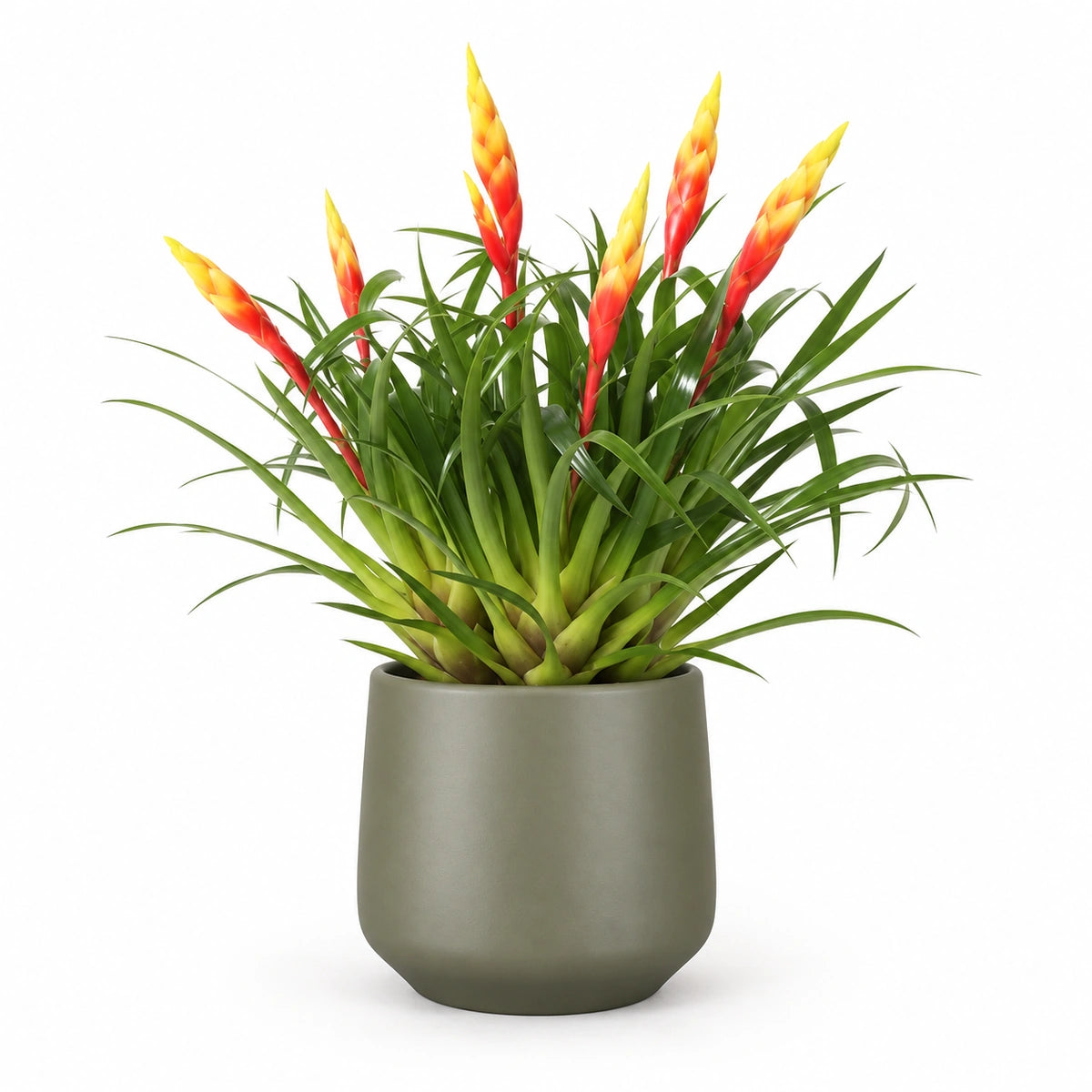Vriesea 'Shannon' 12cm + Amber green matt 13cm (1097324)