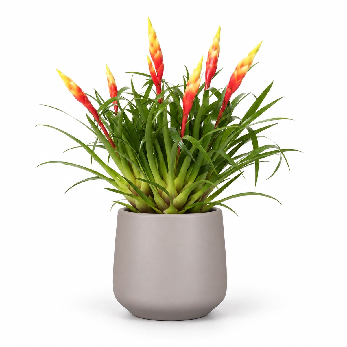 Vriesea 'Shannon' 12cm + Amber taupe matt 13cm (1097322)
