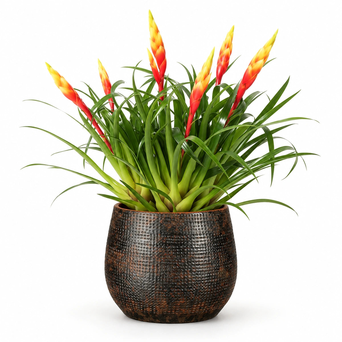 Vriesea 'Shannon' 12cm + Enrique brown 13cm (1157584)