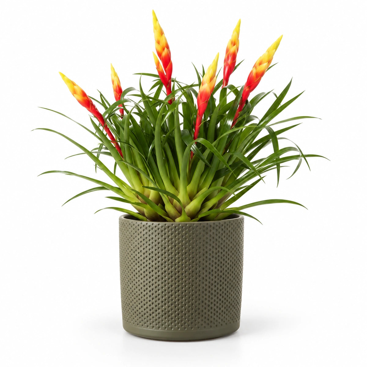 Vriesea 'Shannon' 12cm + Era green relief 14cm (1051633)