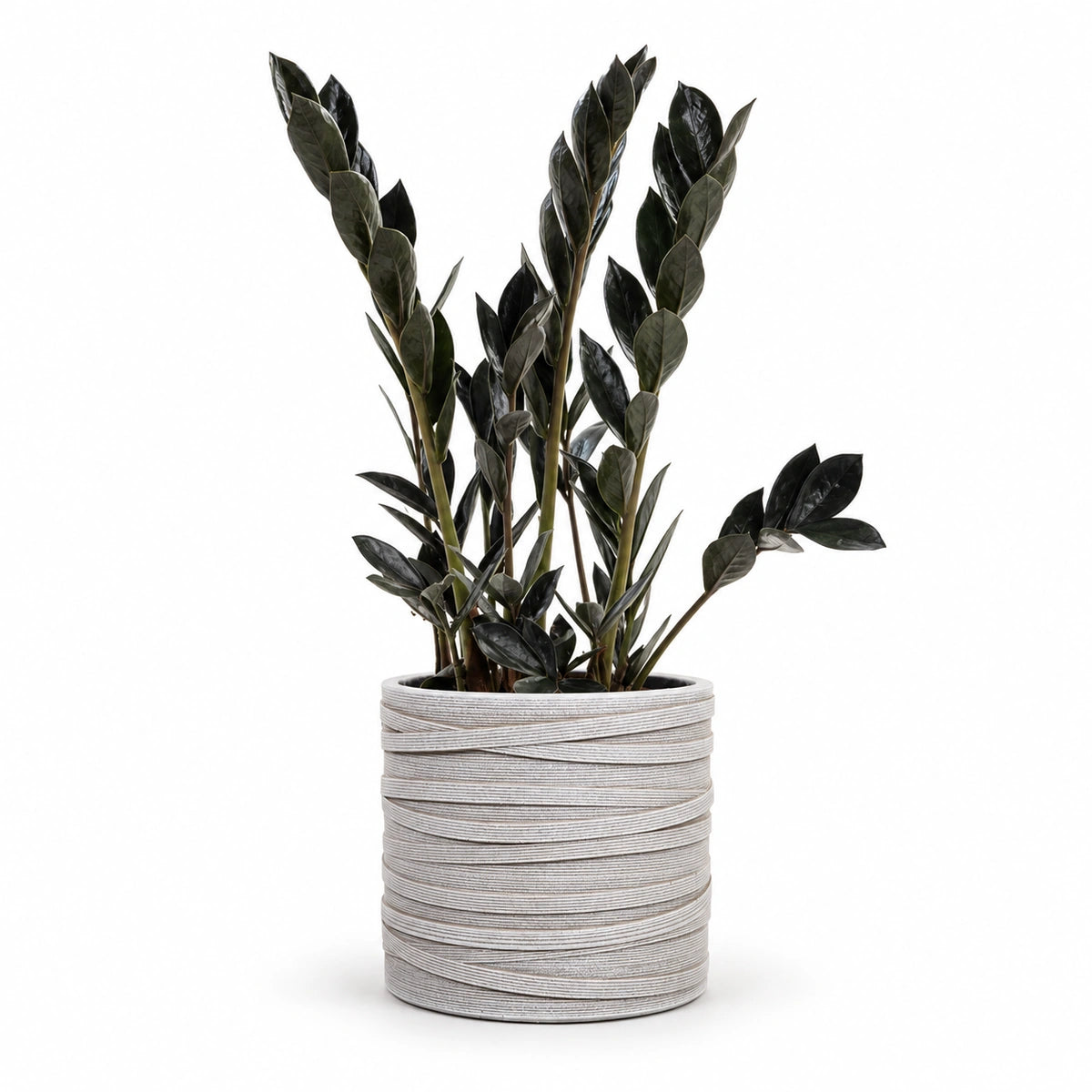 Zamioculcas 'Dark Zamicro' 10.5cm + Capi cylinder loop ivory 12cm (BLPI211)