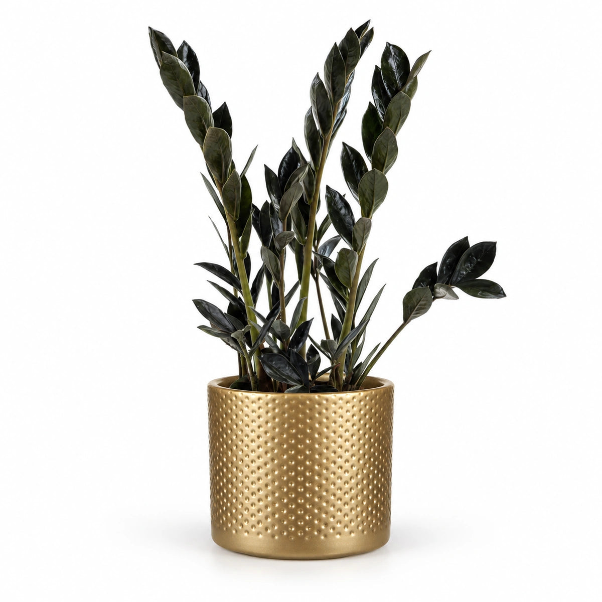 Zamioculcas 'Dark Zamicro' 10.5cm + Era gold relief 10.5cm (1059866)