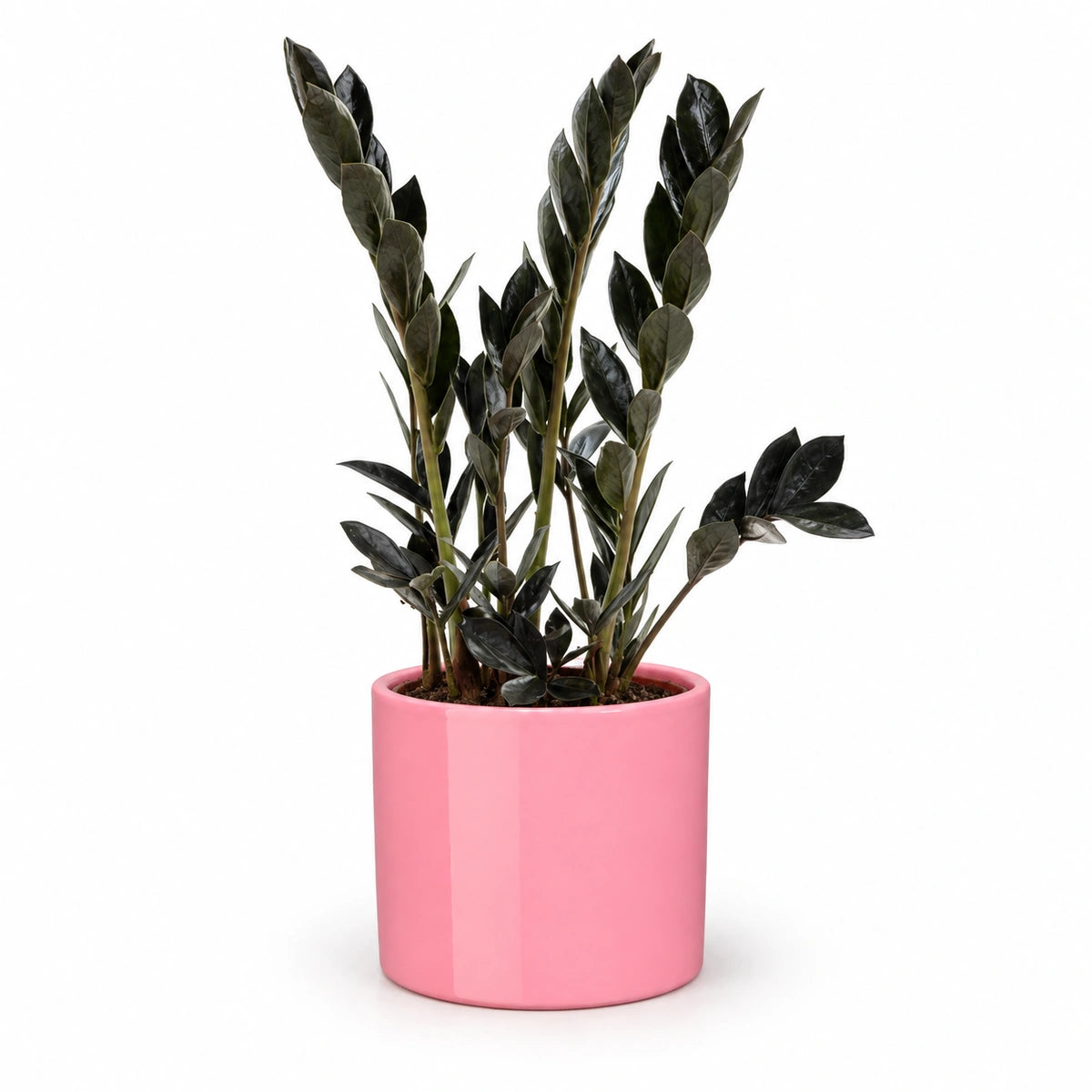 Zamioculcas 'Dark Zamicro' 10.5cm + Era pink 10.5cm (1135536)