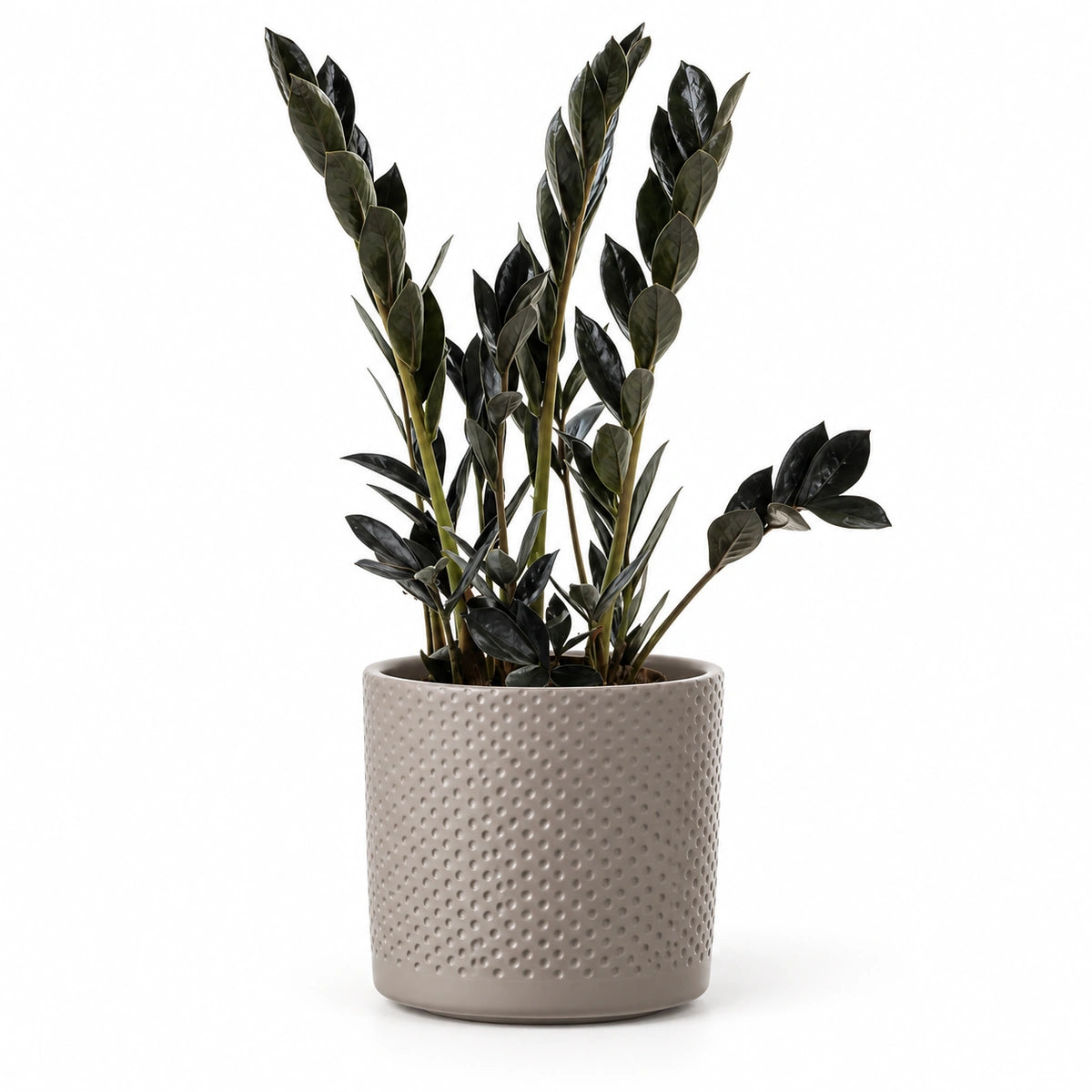 Zamioculcas 'Dark Zamicro' 10.5cm + Era taupe relief 10.5cm (1051626)