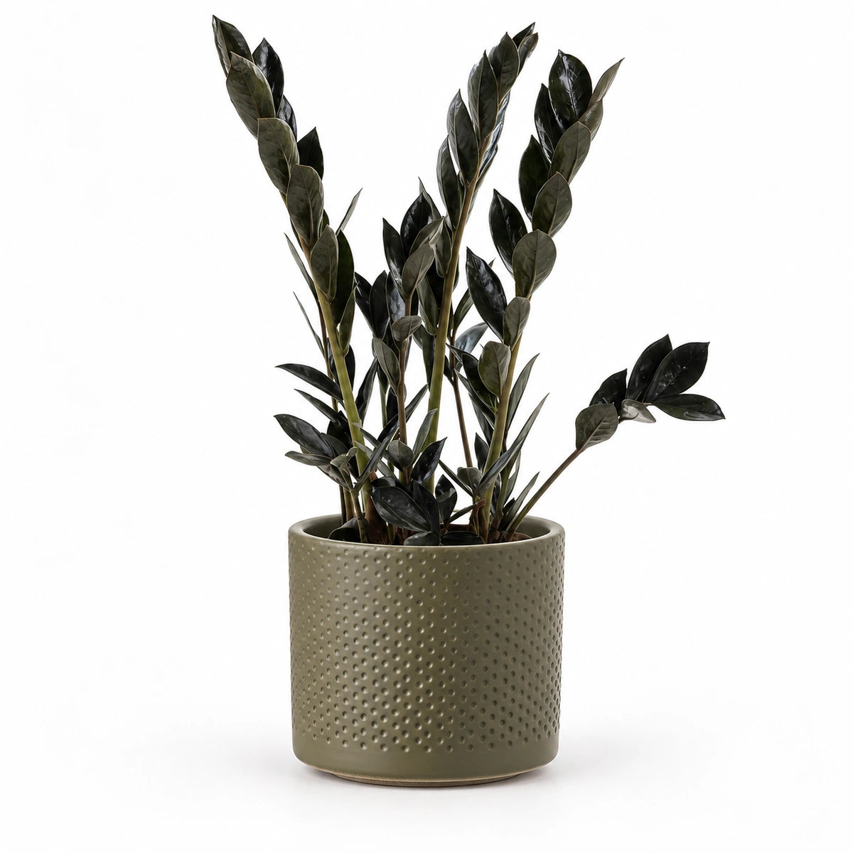 Zamioculcas 'Dark Zamicro' 10.5cm + Era green relief 10.5cm (1051631)