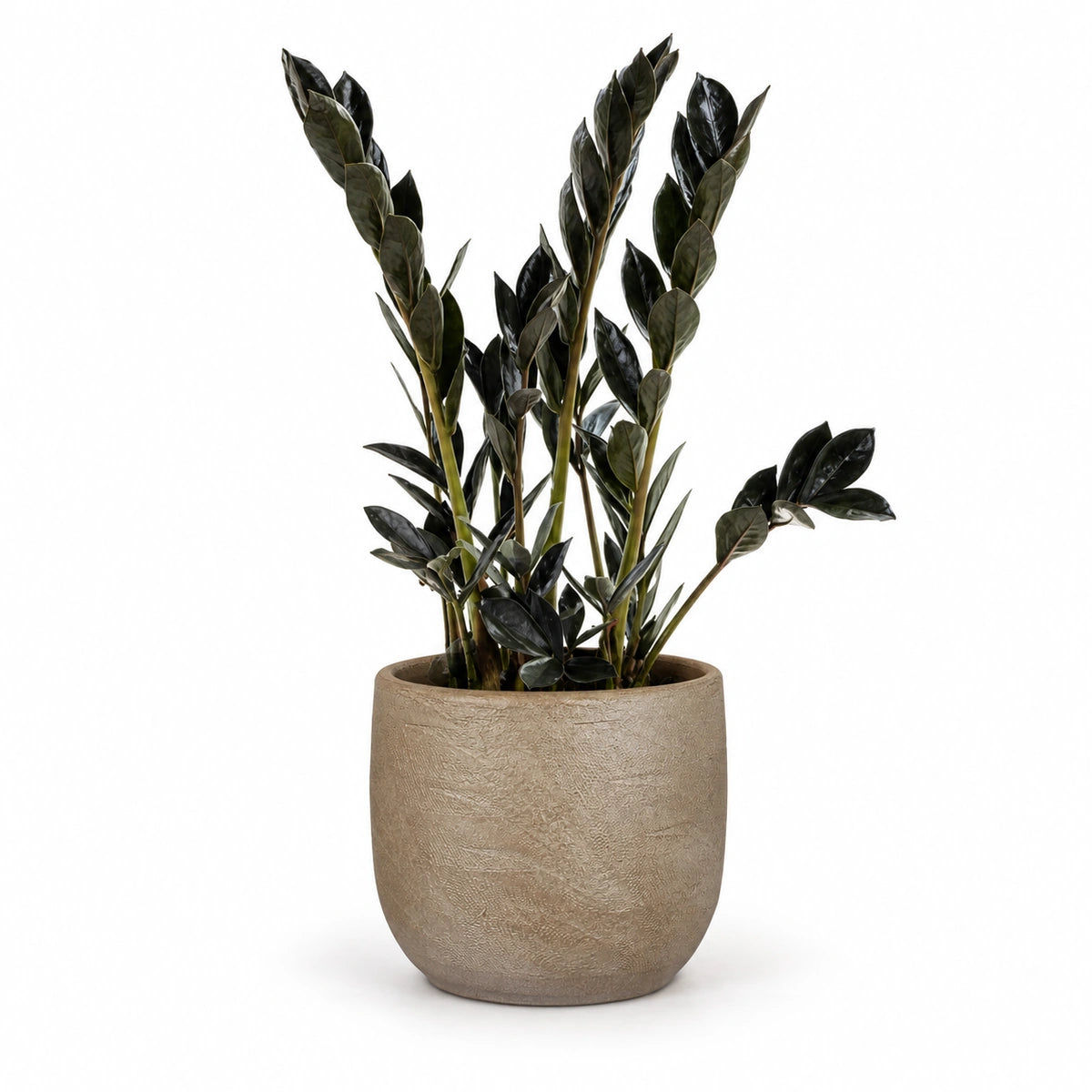 Zamioculcas 'Dark Zamicro' 10.5cm + Nora taupe 11cm (1074611)