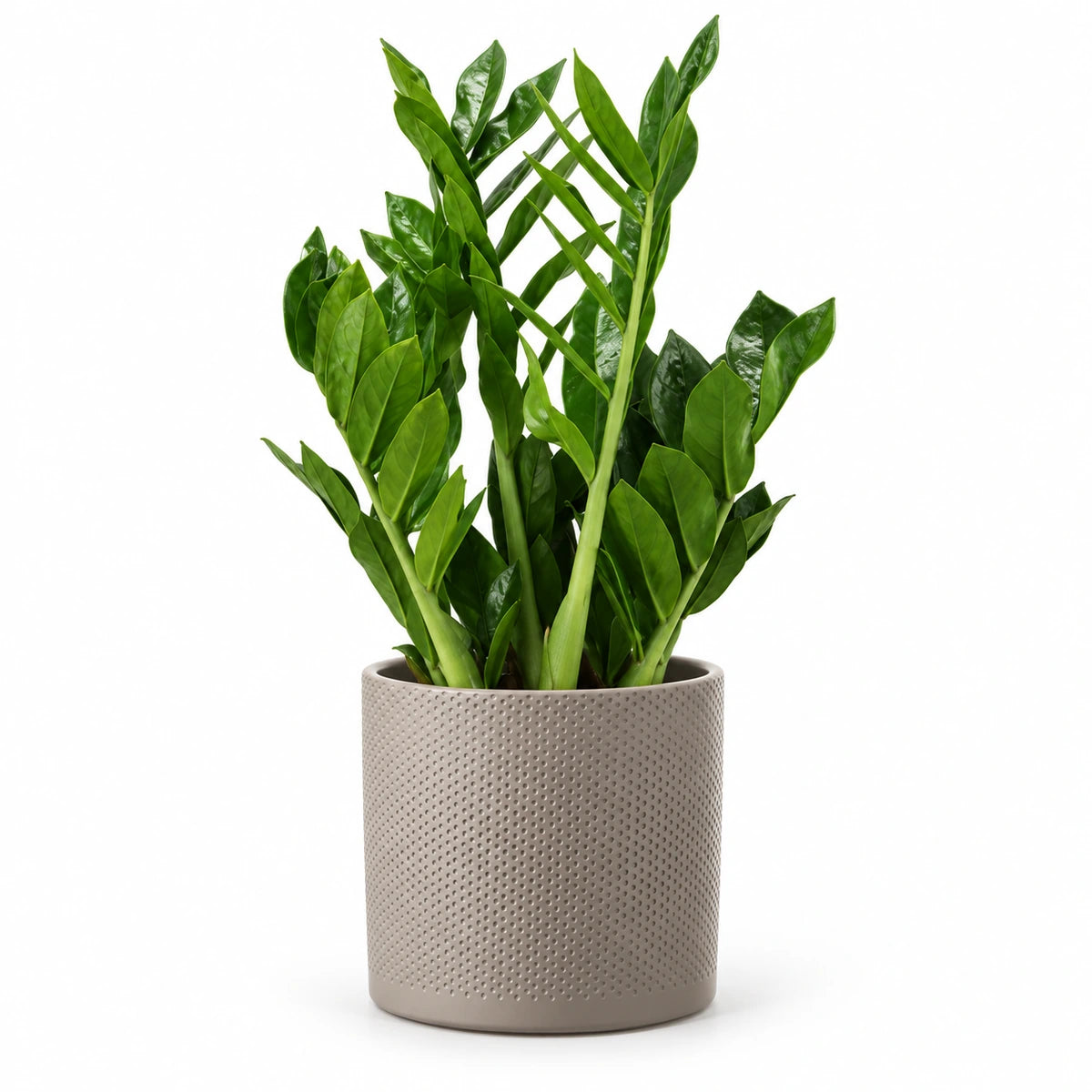 Zamioculcas 'pixie' 17cm + Era taupe relief 17.5cm (1051630)