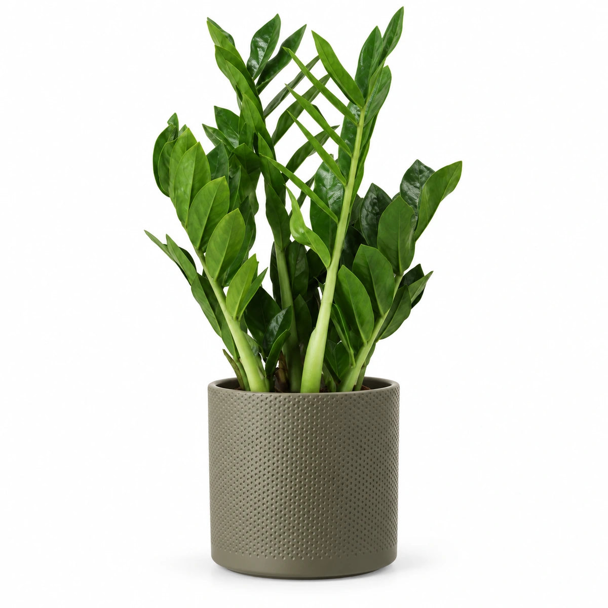 Zamioculcas 'pixie' 17cm + Era green relief 17.5cm (1051635)