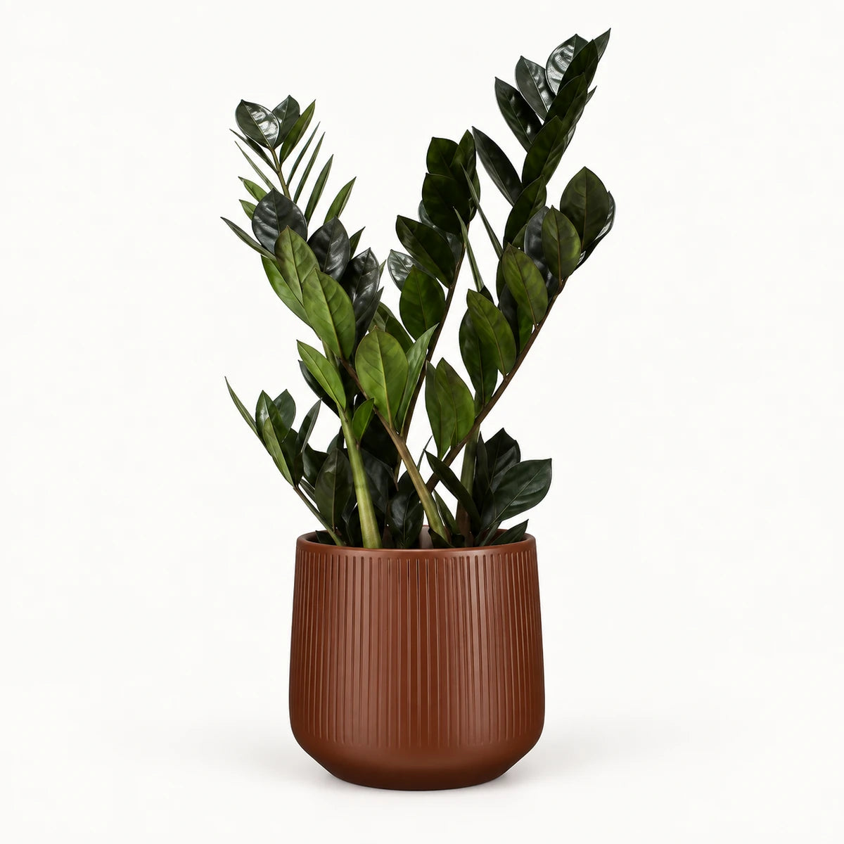 Zamioculcas 'raven' 14cm + Amber d. brown vertical 15cm (1133757)
