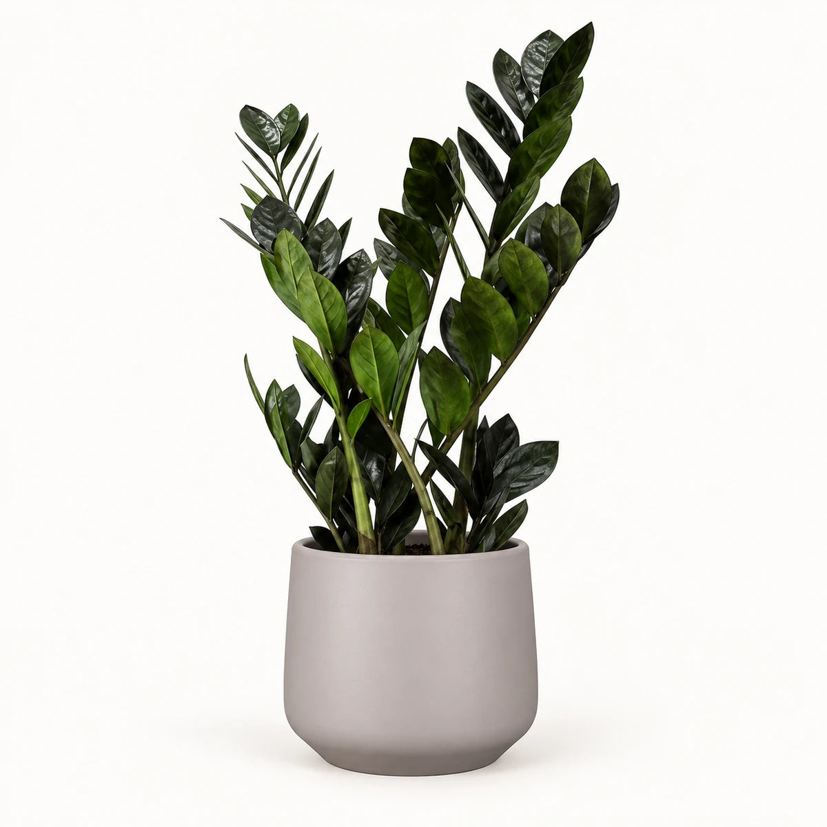 Zamioculcas 'raven' 14cm + Amber taupe matt 15cm (1087666)