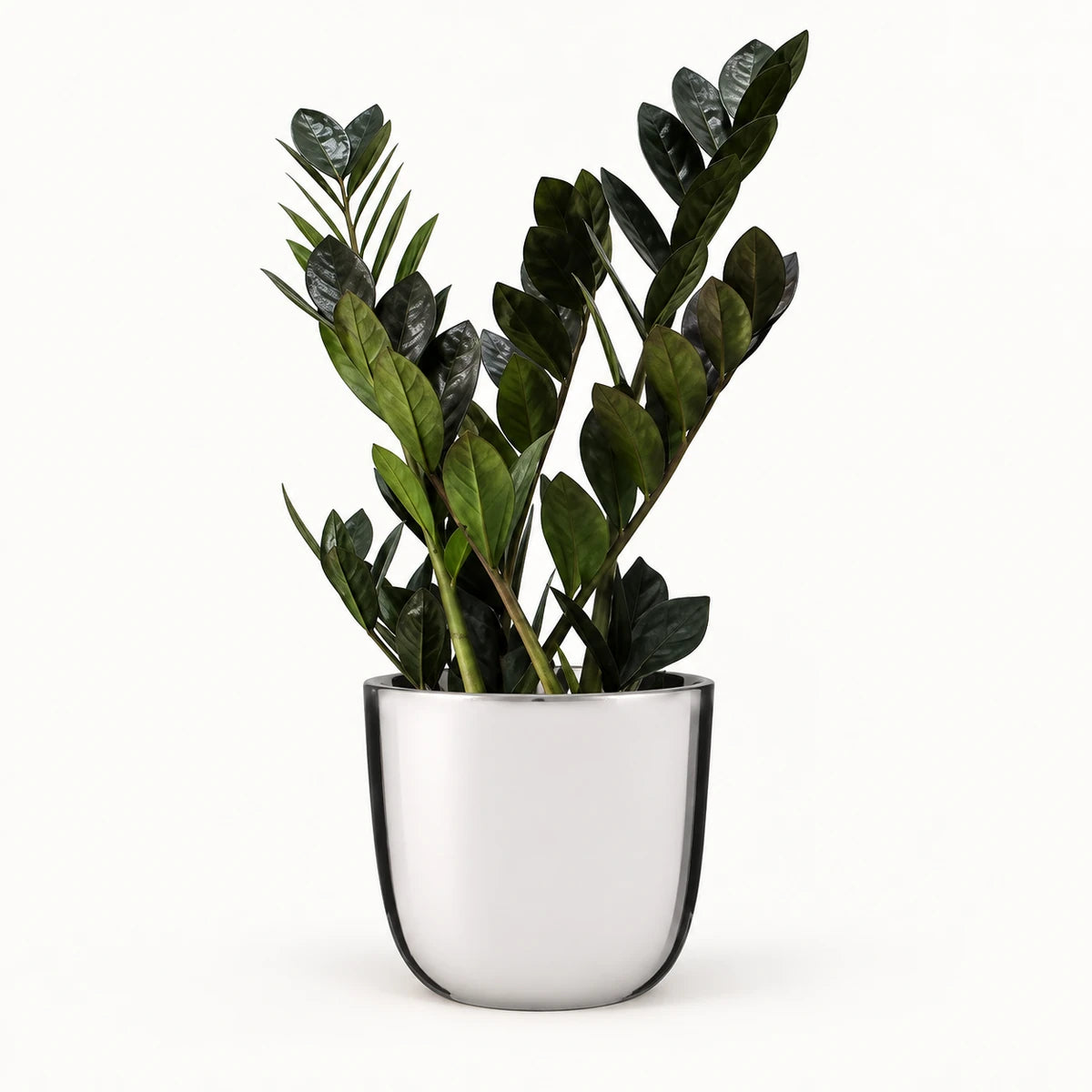 Zamioculcas 'raven' 14cm + Chaz silver 15.5cm (116702)