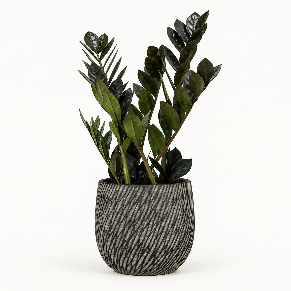 Zamioculcas 'raven' 14cm + Elio anthracite 14.5cm (1163963)