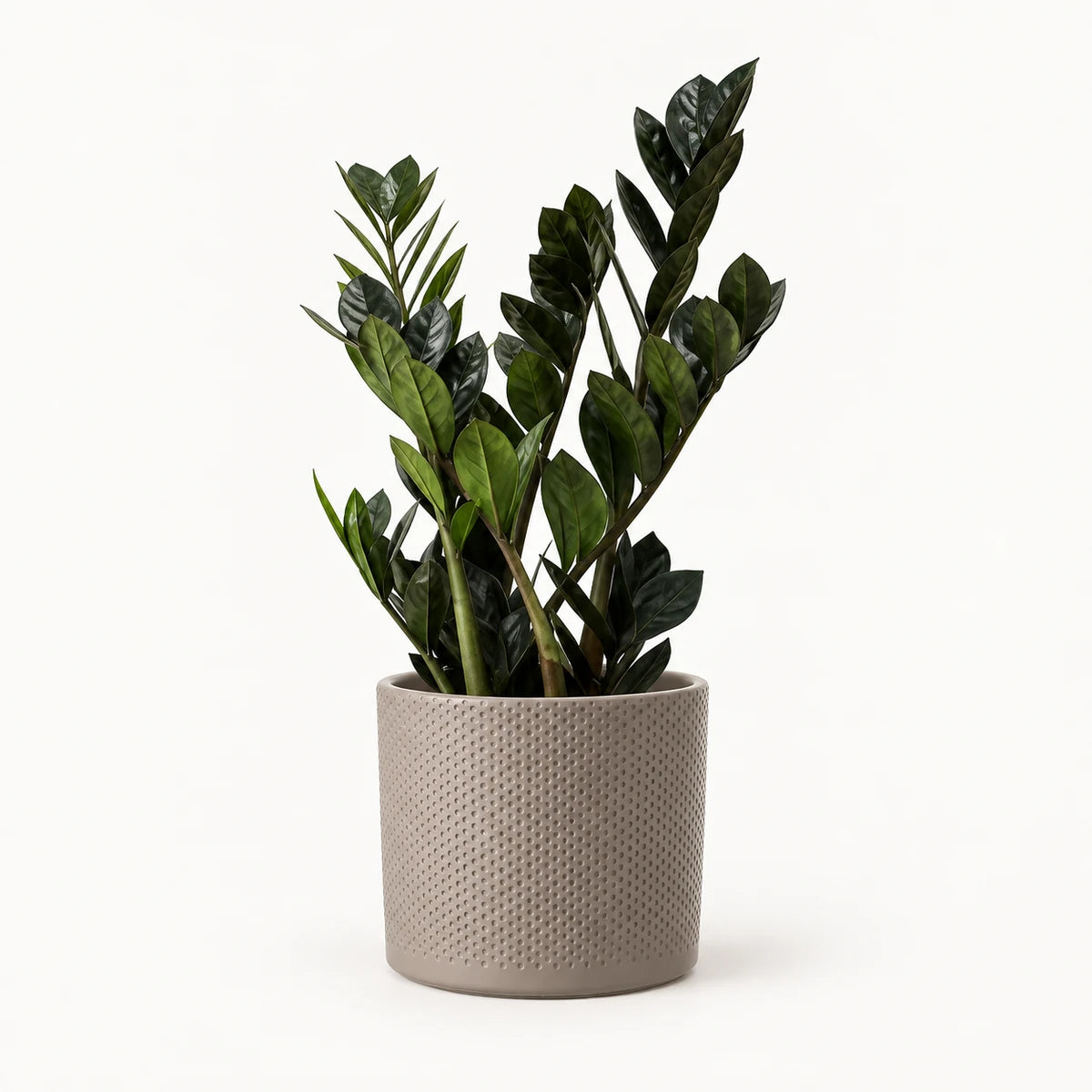 Zamioculcas 'raven' 14cm + Era taupe relief 15.5cm (1051629)