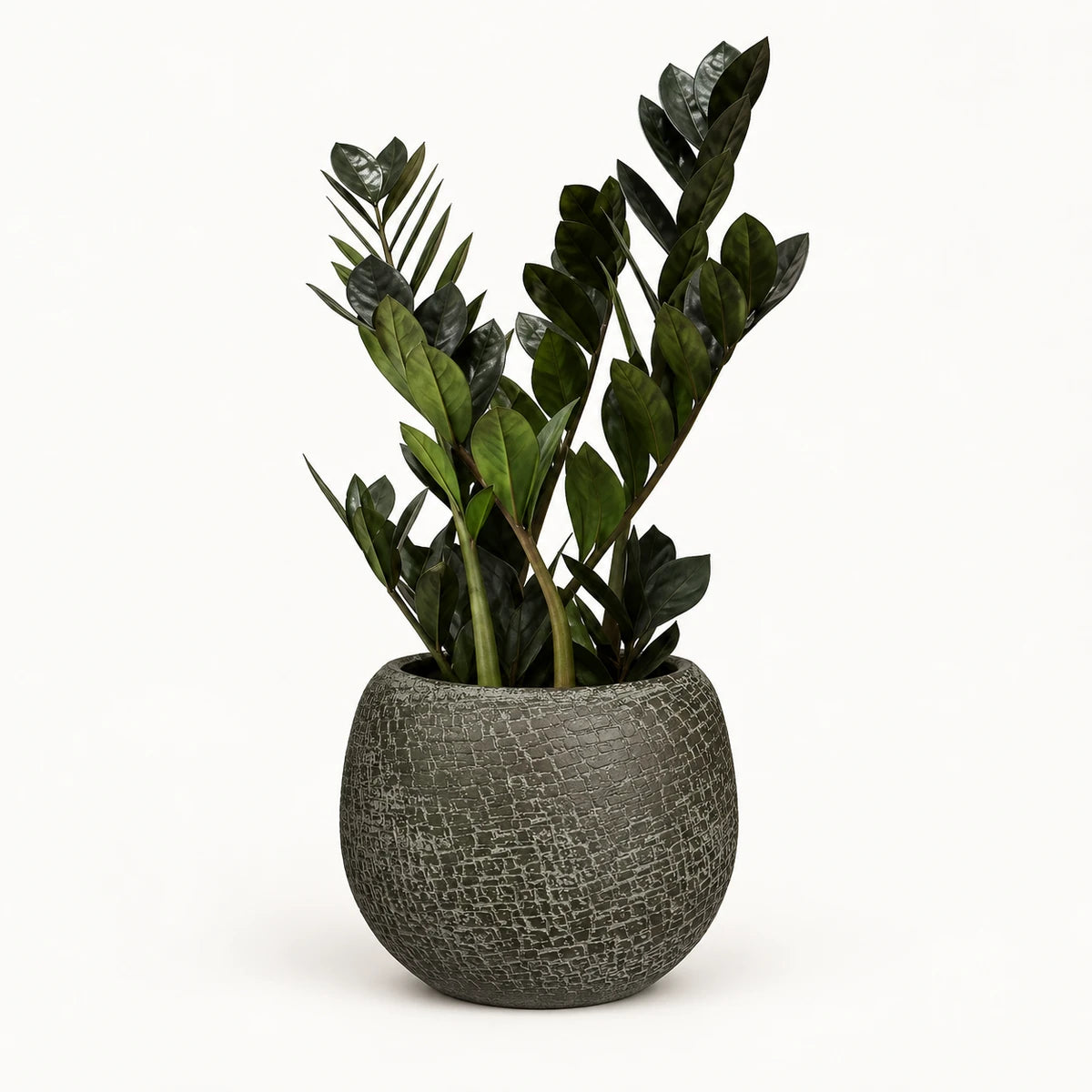 Zamioculcas 'raven' 14cm + Raquel green 19cm
