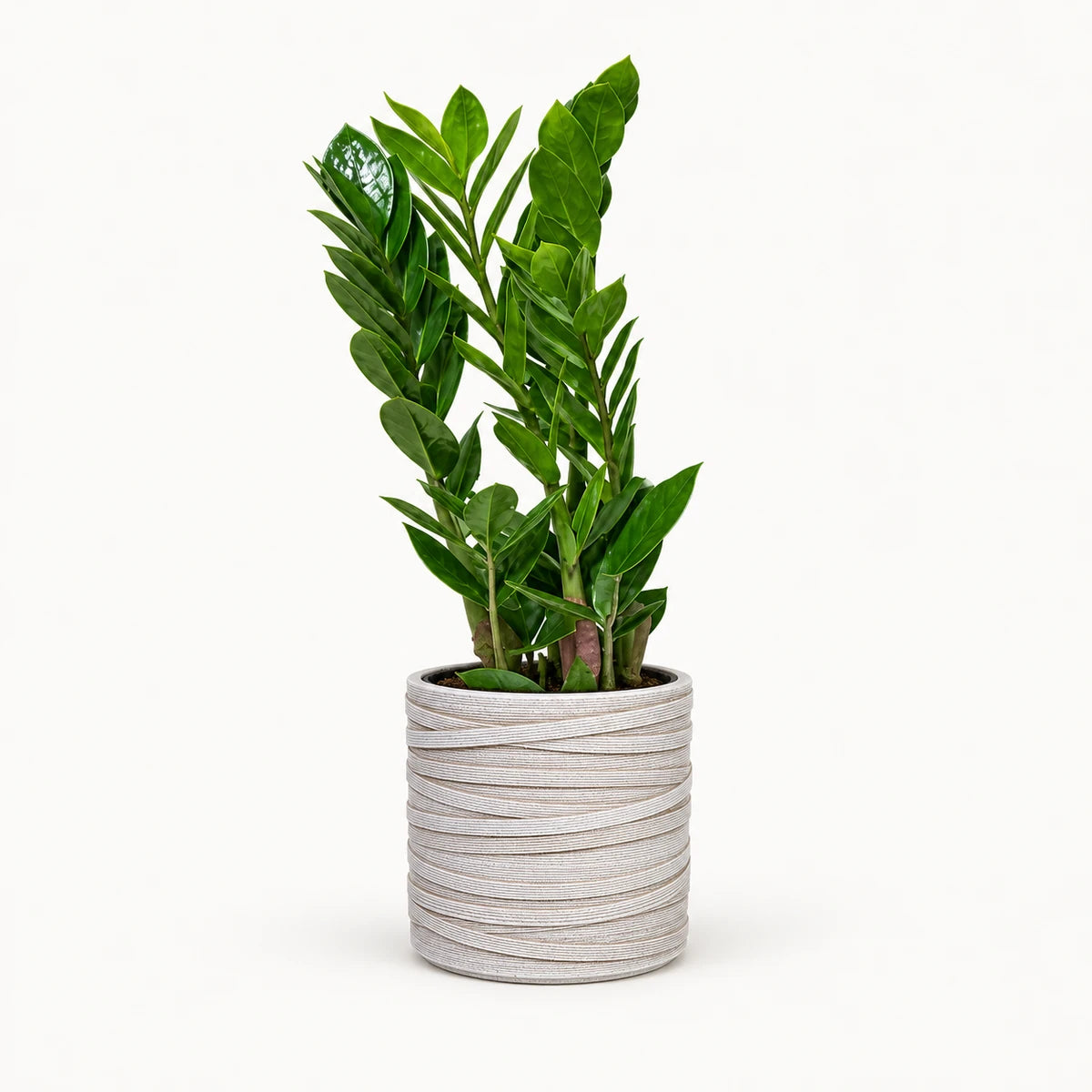 Zamioculcas zamiifolia 10.5cm + Capi cylinder loop ivory 12cm (BLPI211)