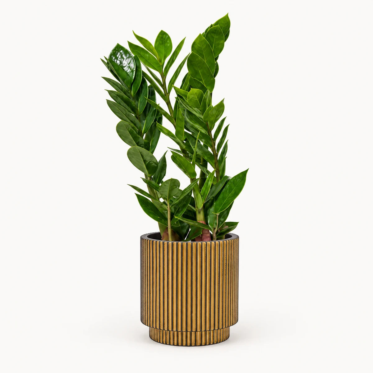 Zamioculcas zamiifolia 10.5cm + Capi Vase cylinder groove black-gold 11cm (BGVGB312)