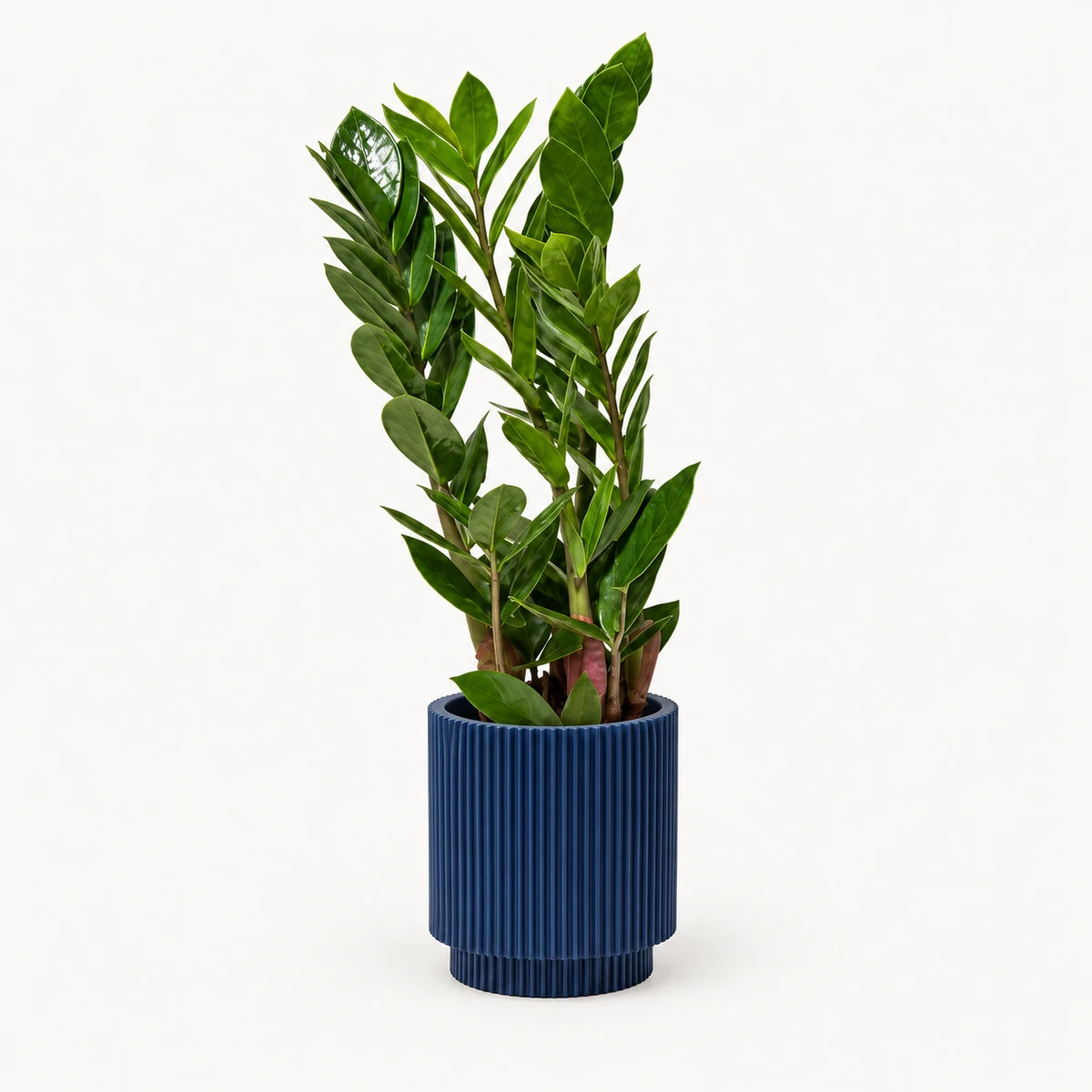 Zamioculcas zamiifolia 10.5cm + Capi Vase cylinder groove dark blue 11cm (BGVDB312)