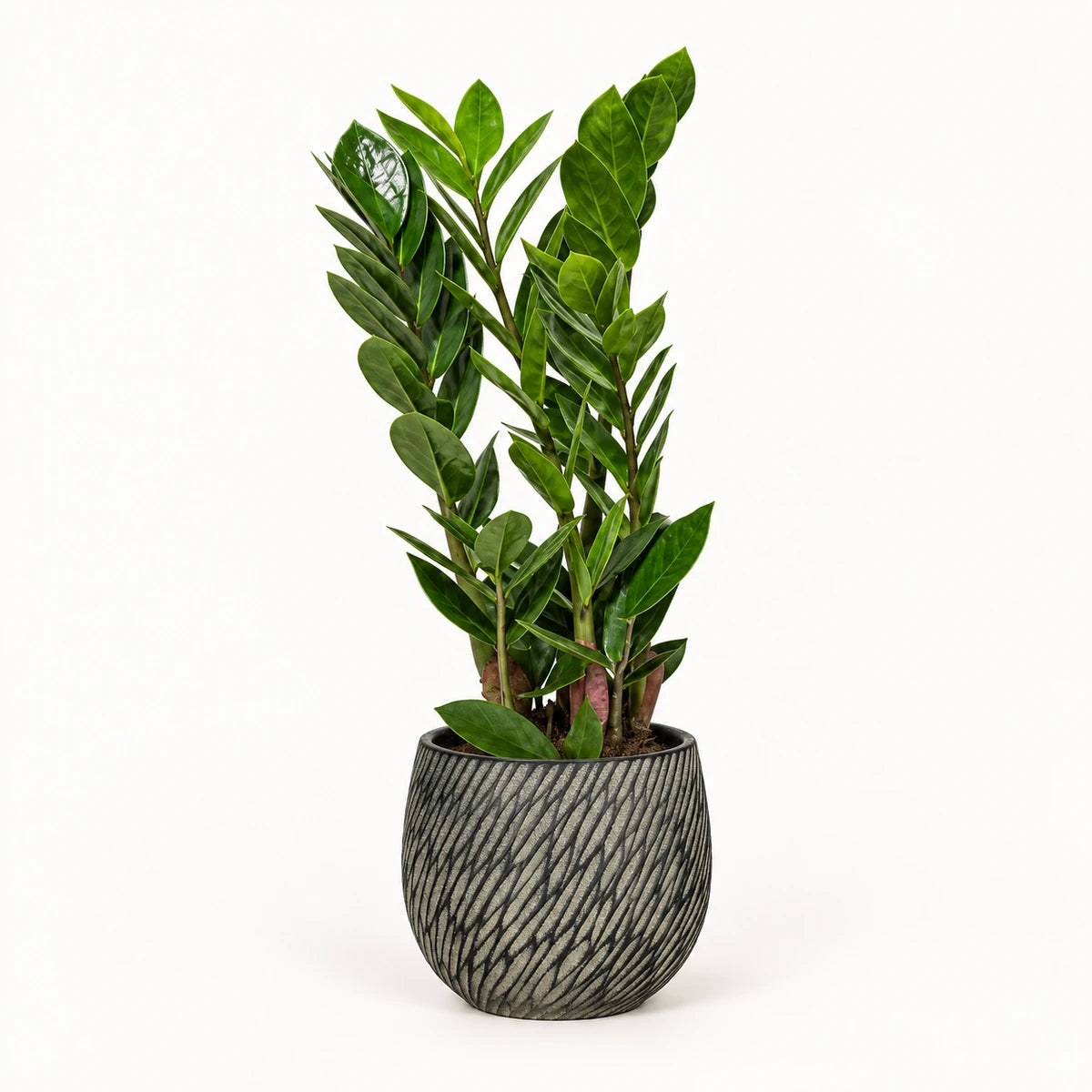 Zamioculcas zamiifolia 10.5cm + Elio anthracite 11cm (1163961)