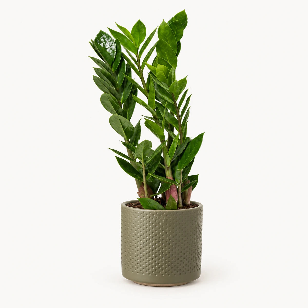 Zamioculcas zamiifolia 10.5cm + Era green relief 10.5cm (1051631)