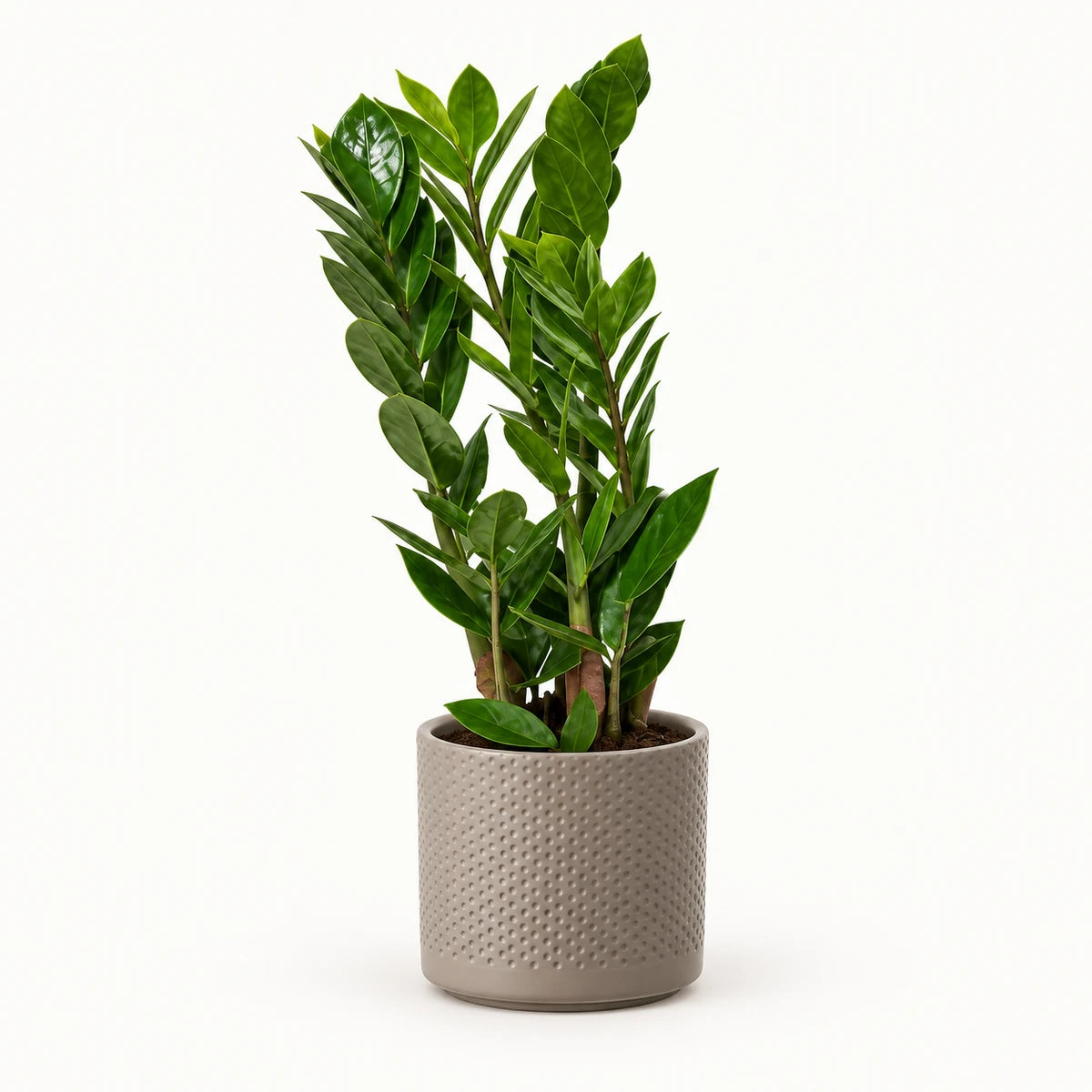 Zamioculcas zamiifolia 10.5cm + Era taupe relief 10.5cm (1051626)