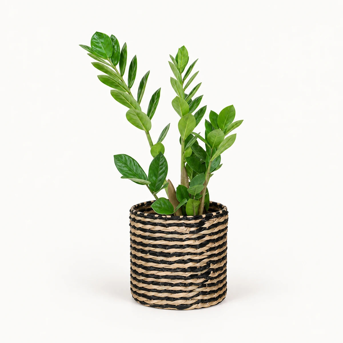 Zamioculcas zamiifolia 12cm + Alexis black 13cm (1102736) — 4