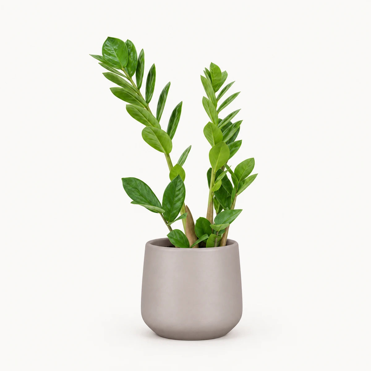 Zamioculcas zamiifolia 12cm + Amber taupe matt 12cm (1087665)