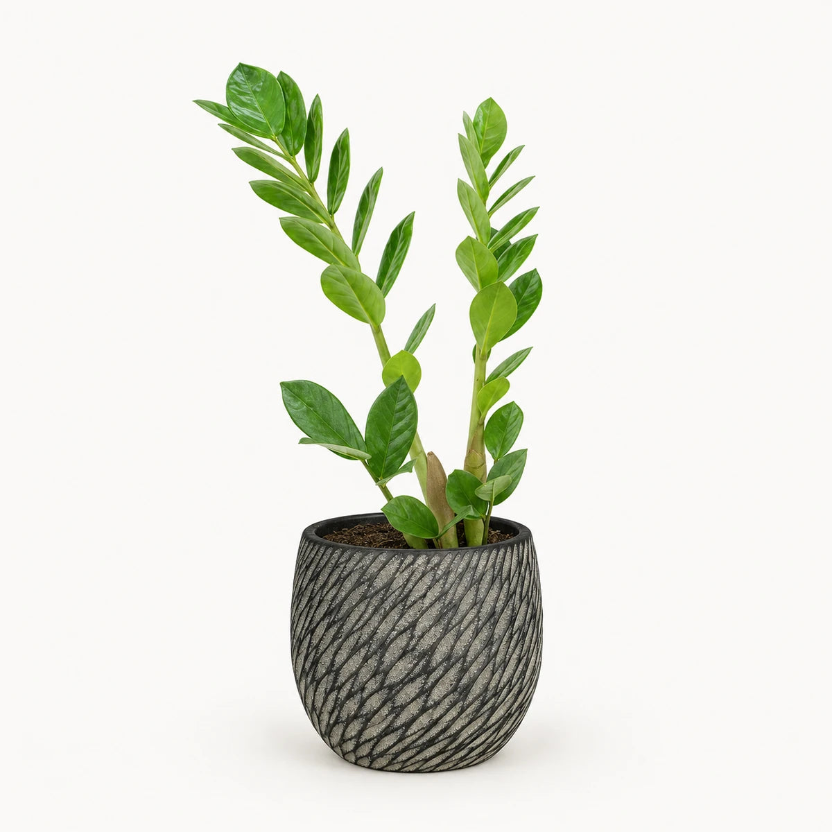 Zamioculcas zamiifolia 12cm + Elio anthracite 12.5cm (1163962)