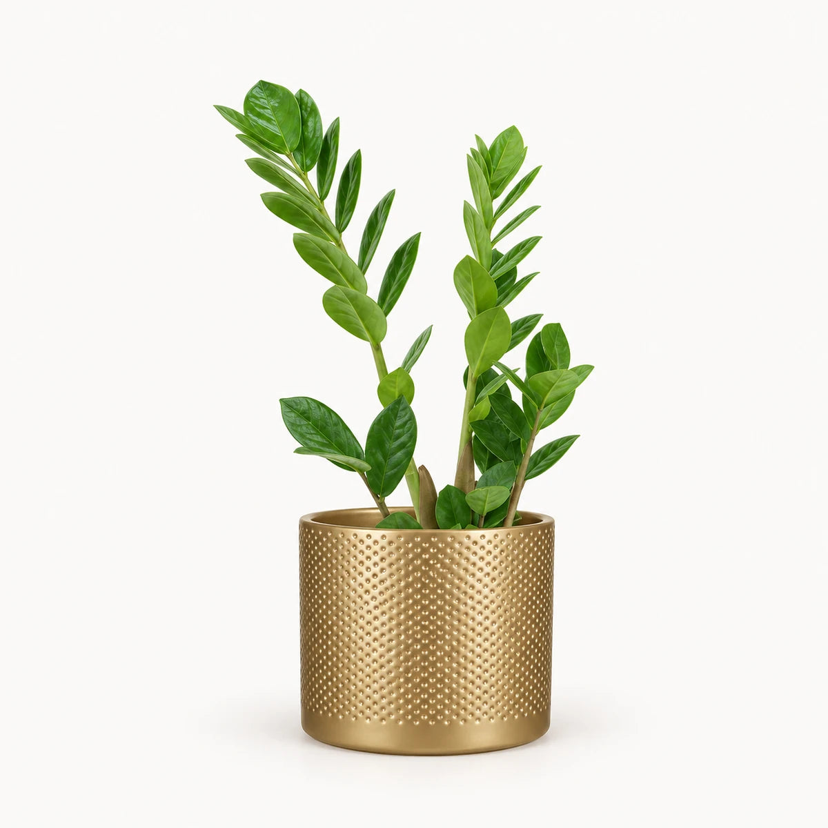 Zamioculcas zamiifolia 12cm + Era gold relief 14cm (1059868)