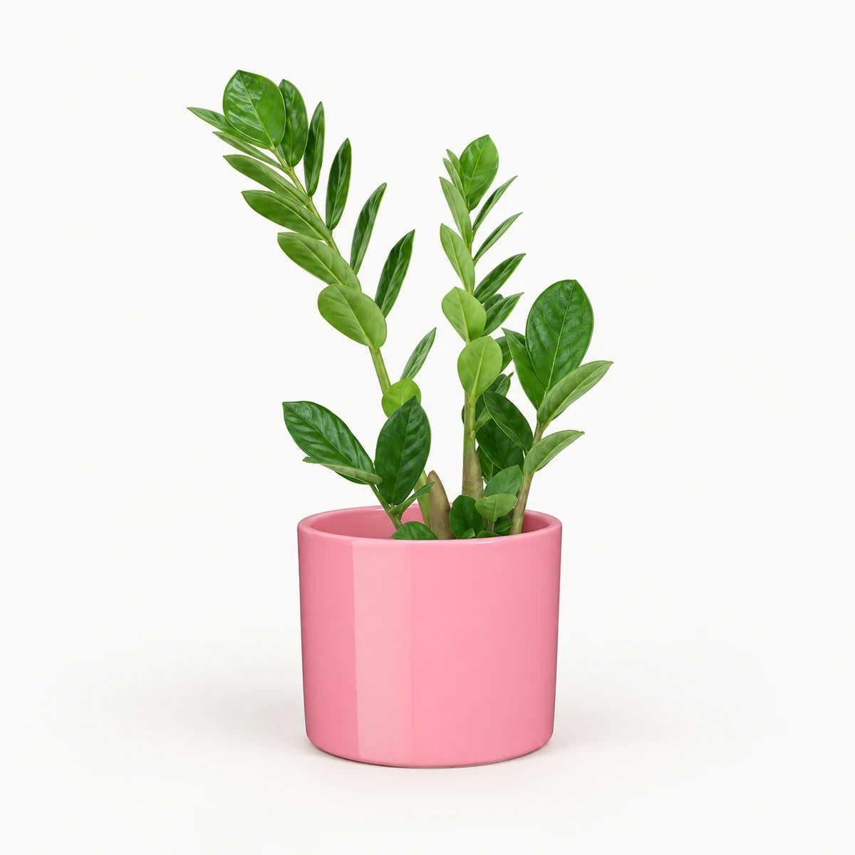 Zamioculcas zamiifolia 12cm + Era pink 12cm (1135539)