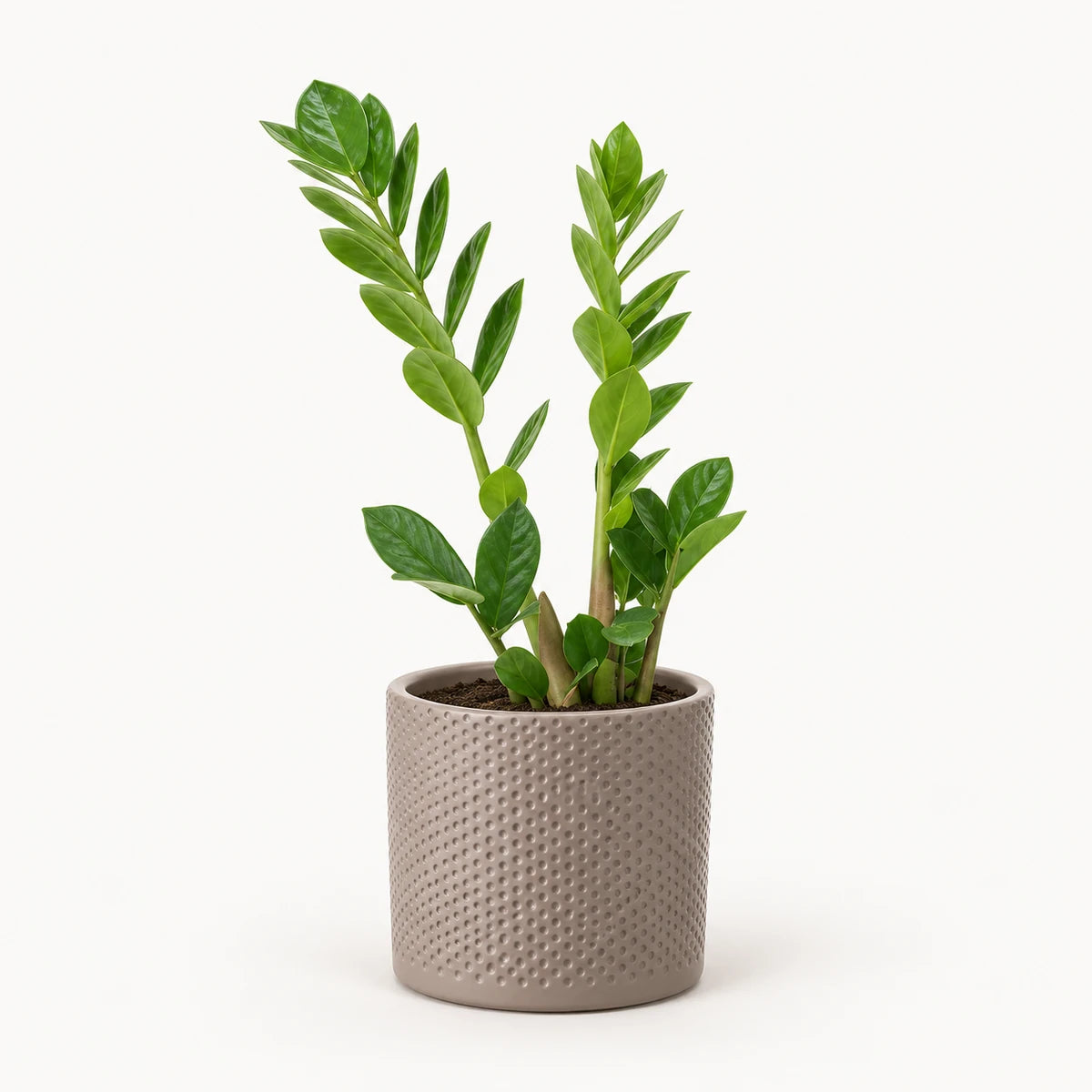 Zamioculcas zamiifolia 12cm + Era taupe relief 14cm (1051628)