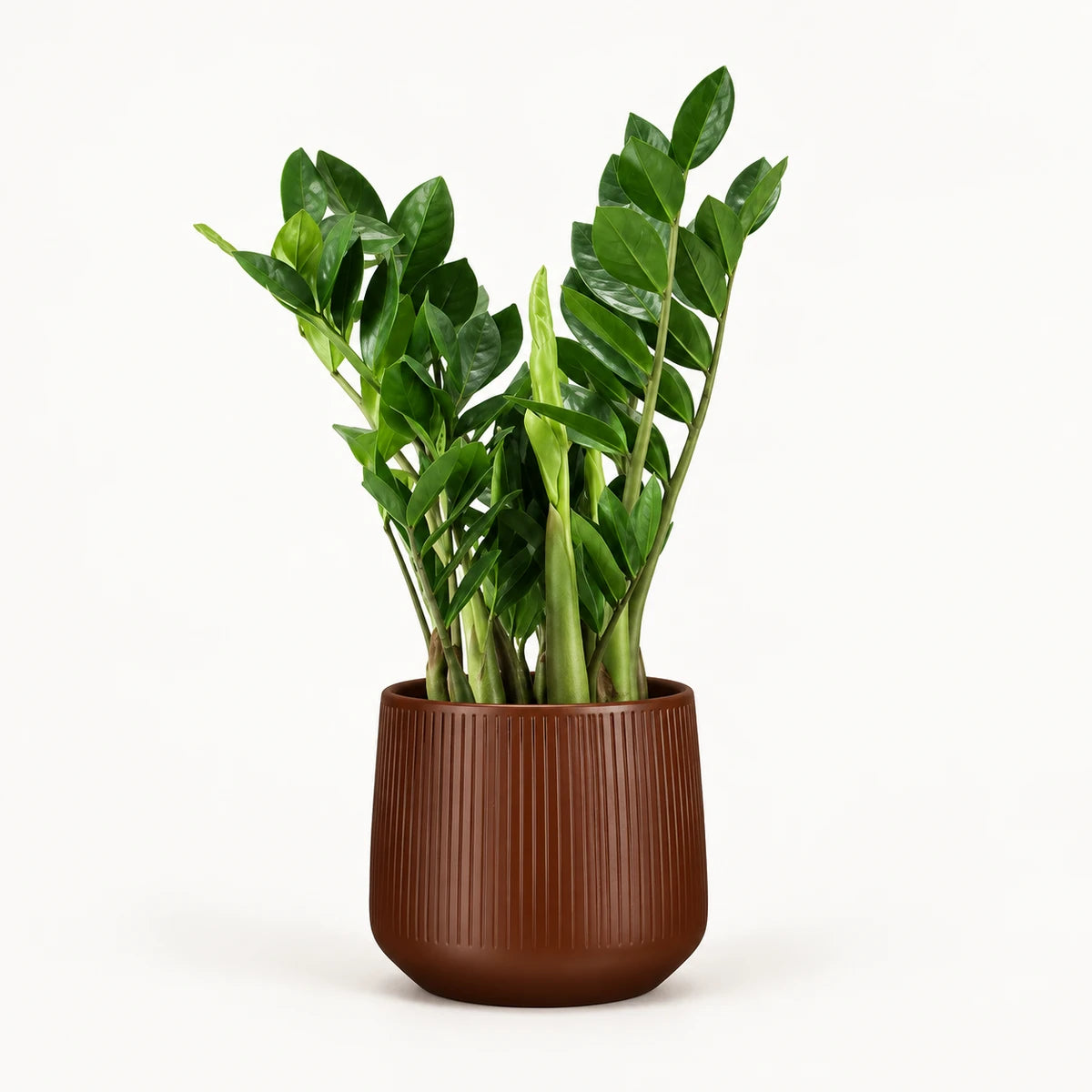 Zamioculcas zamiifolia 14cm + Amber d. brown vertical 15cm (1133757)