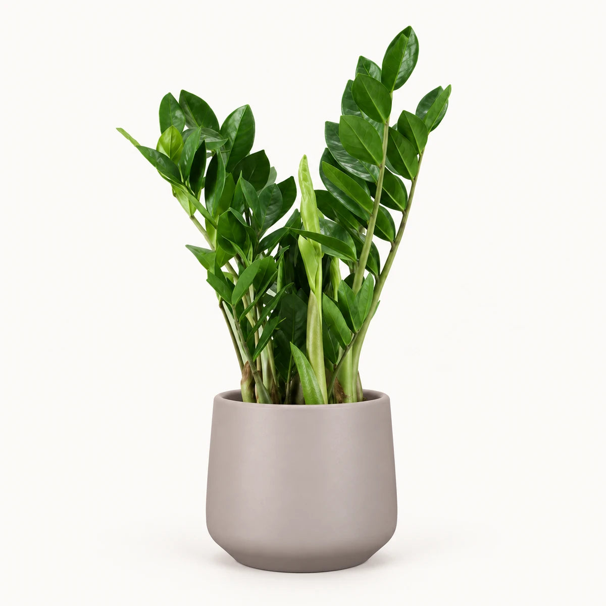 Zamioculcas zamiifolia 14cm + Amber taupe matt 15cm (1087666)