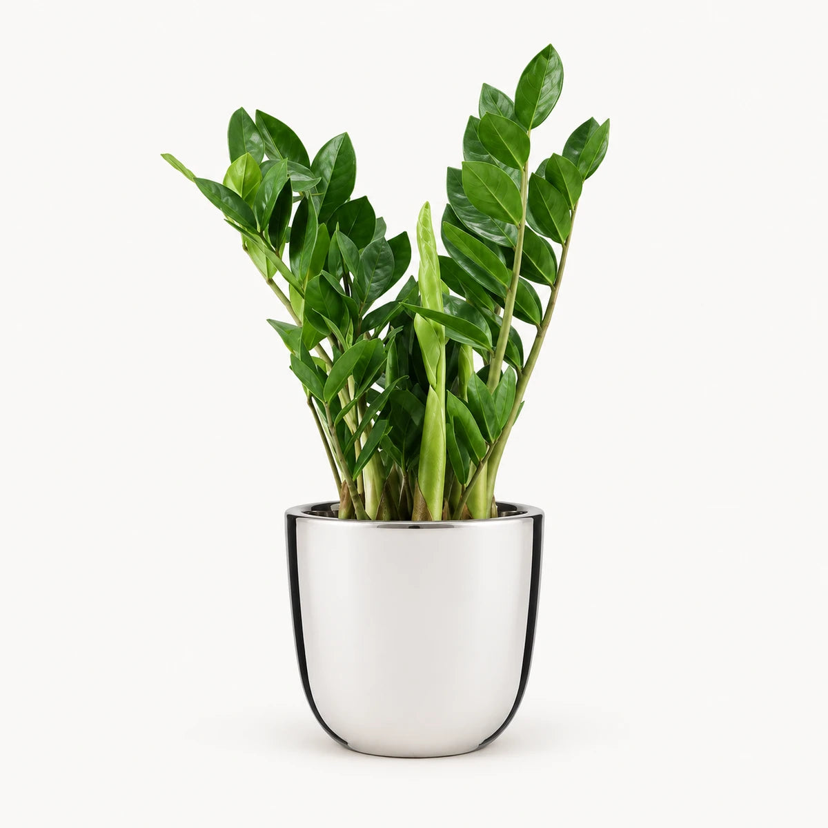Zamioculcas zamiifolia 14cm + Chaz silver 15.5cm (116702)
