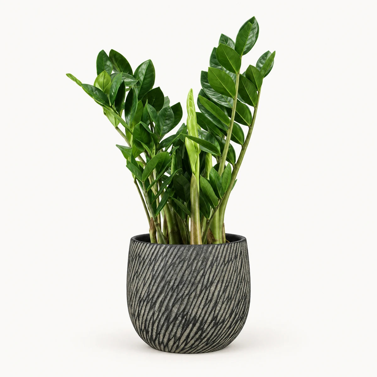 Zamioculcas zamiifolia 14cm + Elio anthracite 14.5cm (1163963)