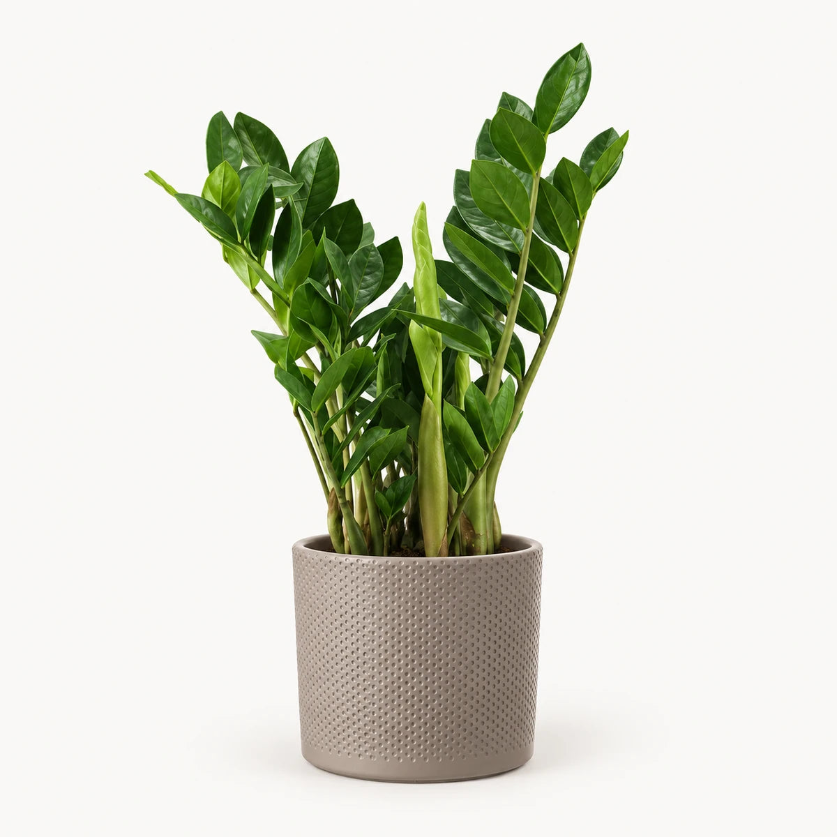 Zamioculcas zamiifolia 14cm + Era taupe relief 15.5cm (1051629)