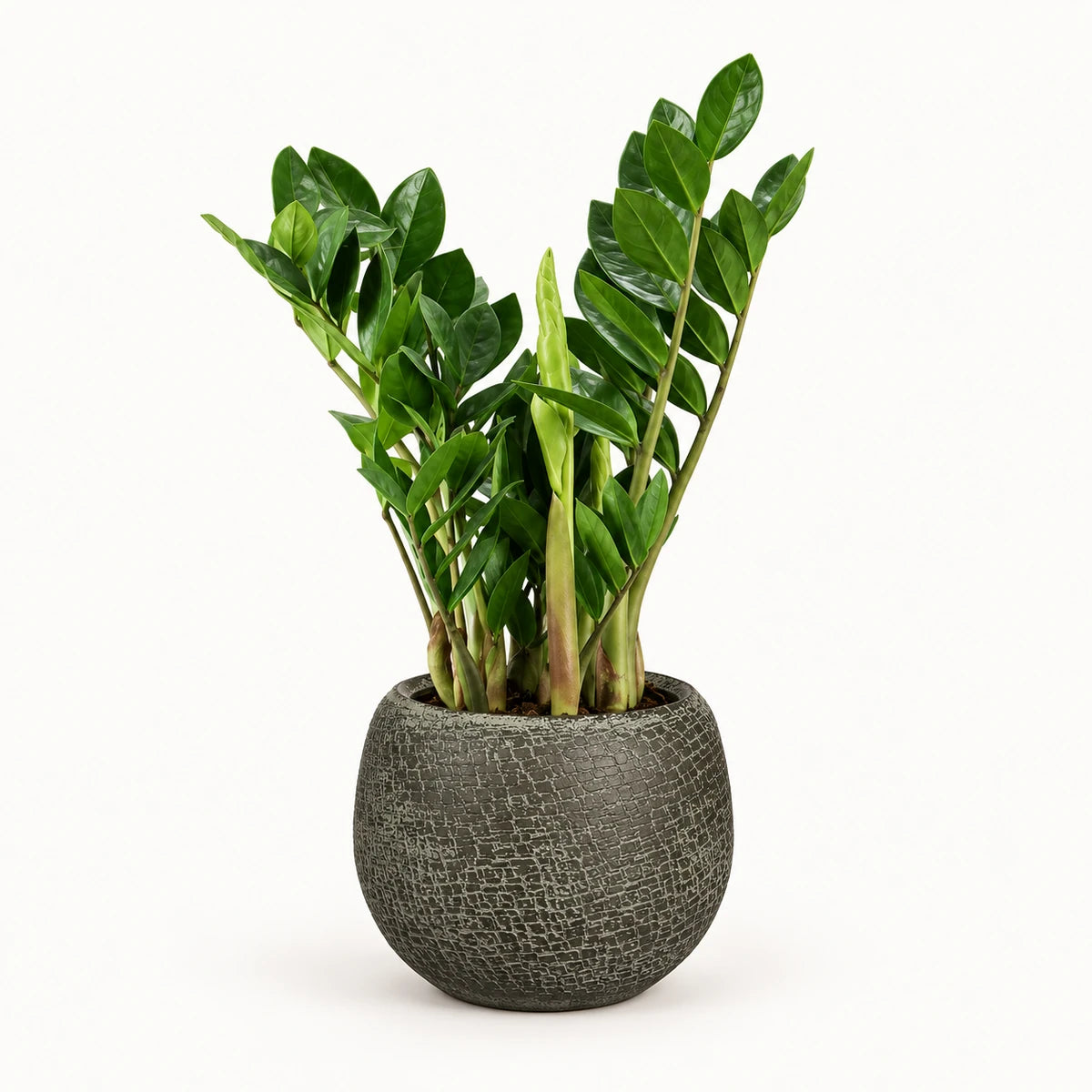 Zamioculcas zamiifolia 14cm + Raquel green 19cm