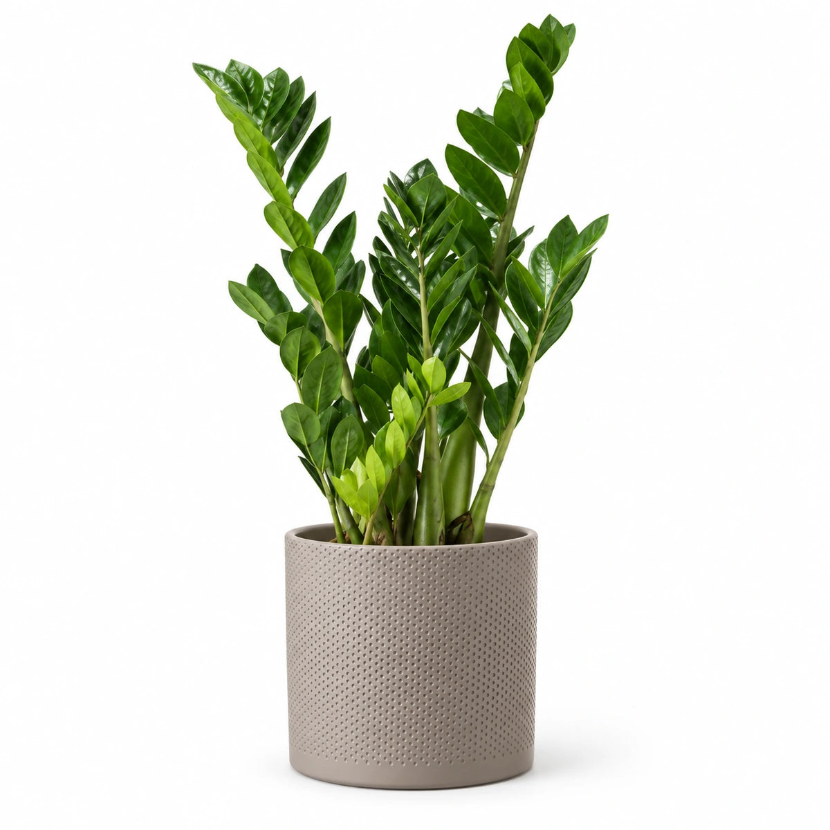 Zamioculcas zamiifolia 17cm + Era taupe relief 17.5cm (1051630)