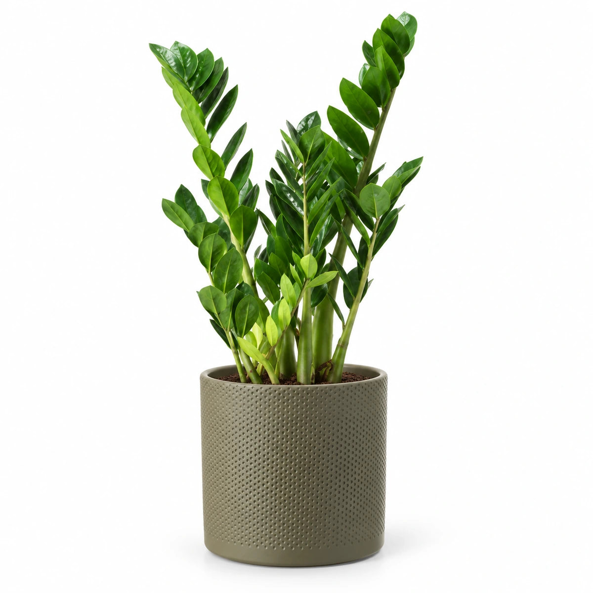 Zamioculcas zamiifolia 17cm + Era green relief 17.5cm (1051635)