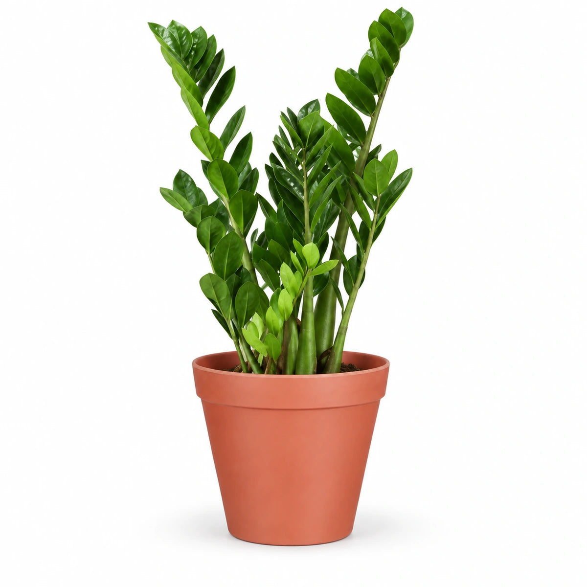 Zamioculcas zamiifolia 17cm + Orion dark pink 19cm