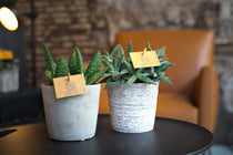 
                  
                    Crassula 'tenelli'
                  
                