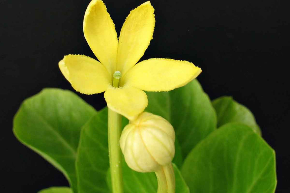 
                  
                    Brighamia insignis
                  
                